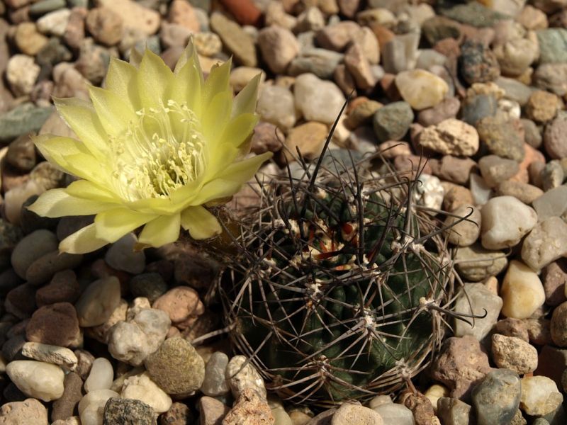 Lobivia_lateritia_v_cotagaitensis_TB234.1_02.jpg