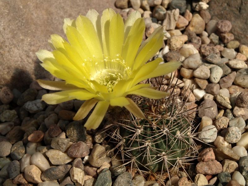 Lobivia_lateritia_v_cotagaitensis_TB235.1_02.jpg