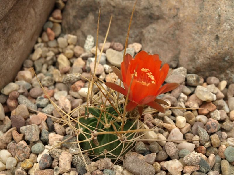 Lobivia_pugionacantha_v_versicolor_TB562.1_01.jpg