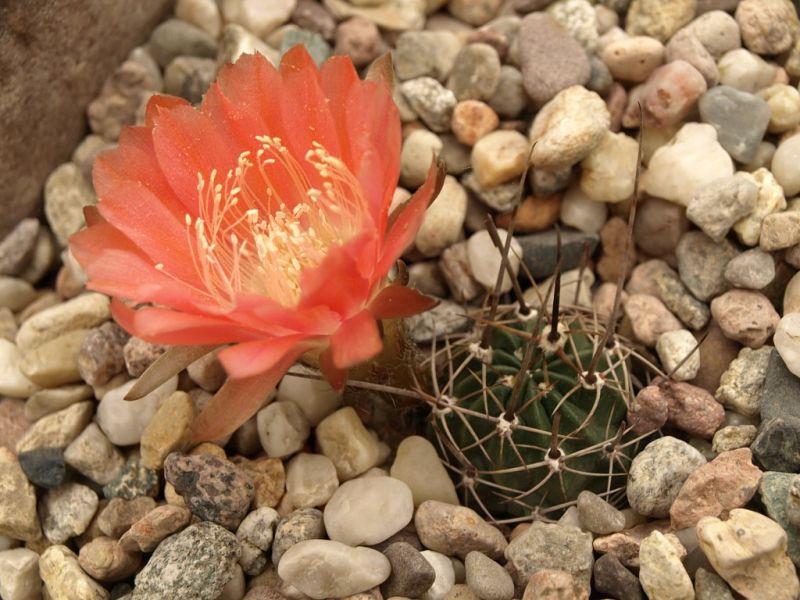 Lobivia_pugionacantha_v_versicolor_TB563.1_02.jpg