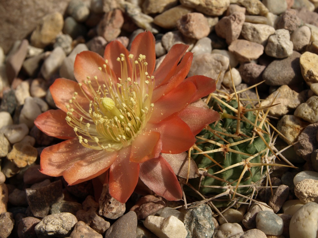 TB0406.1_Lobivia_pugionacantha_v_corrugata_2017_siewka_01.jpg