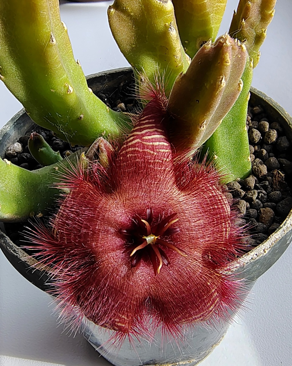 Stapeliahirsuta.jpg