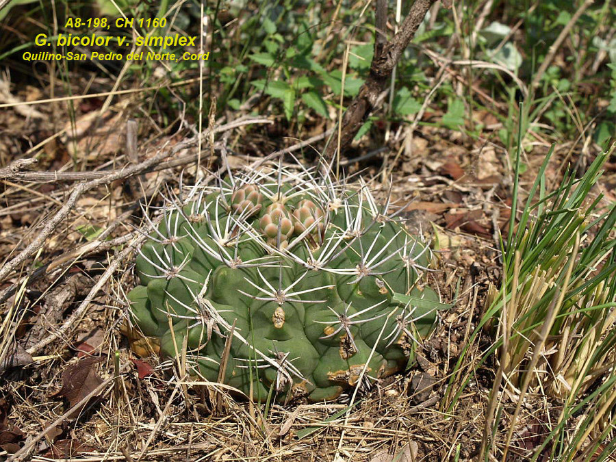 G.bicolorsimplexQuilino-SanPedrodelNorte,Cordoba.FotoJaromírChvastek.jpg
