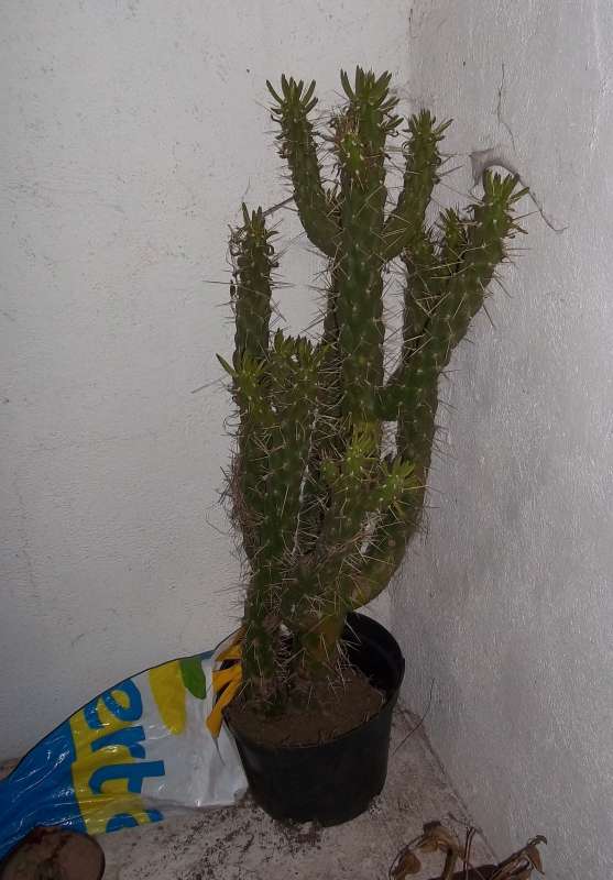 Co s přerostlým kaktusem?