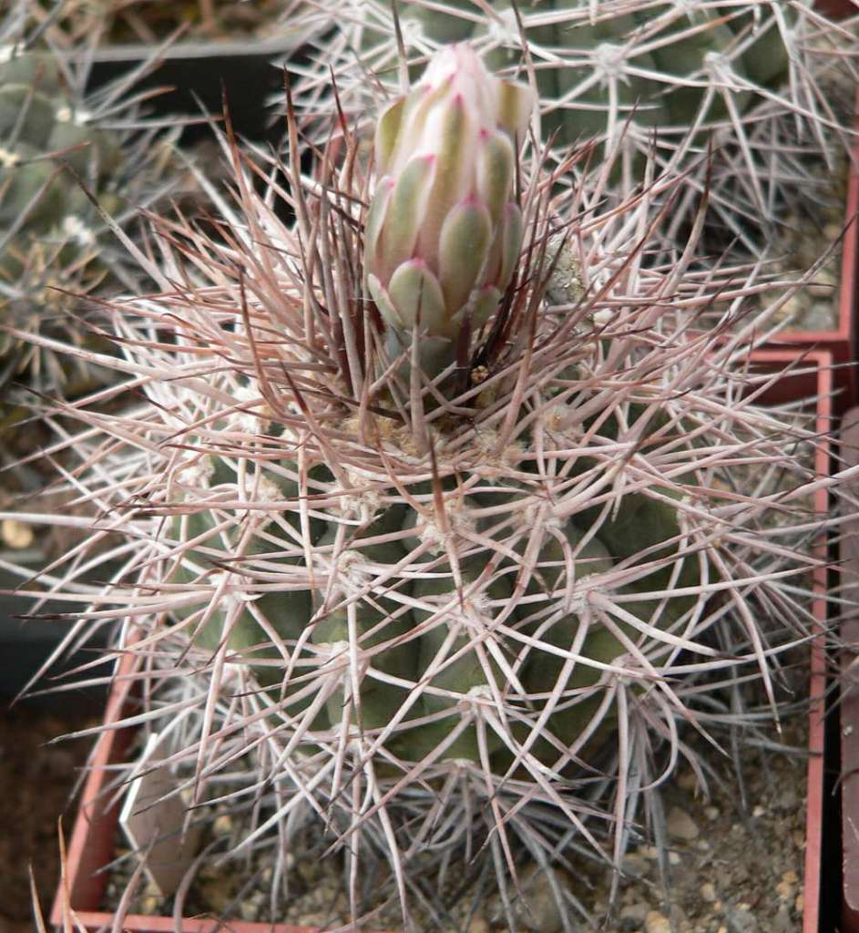Gymnocalycium_castellanosii_v._armillatum,_P_217,_Ulapes,_La_Rioja,_Arg,_500m_0001.jpg