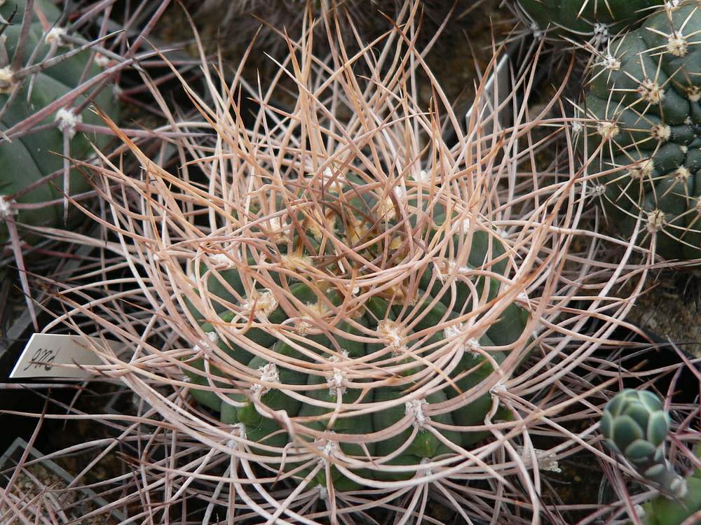 Gymnocalycium_guanchinense_Cuesta_Miranda,_La_Rioja,_Arg_1500m_P226_0001.jpg