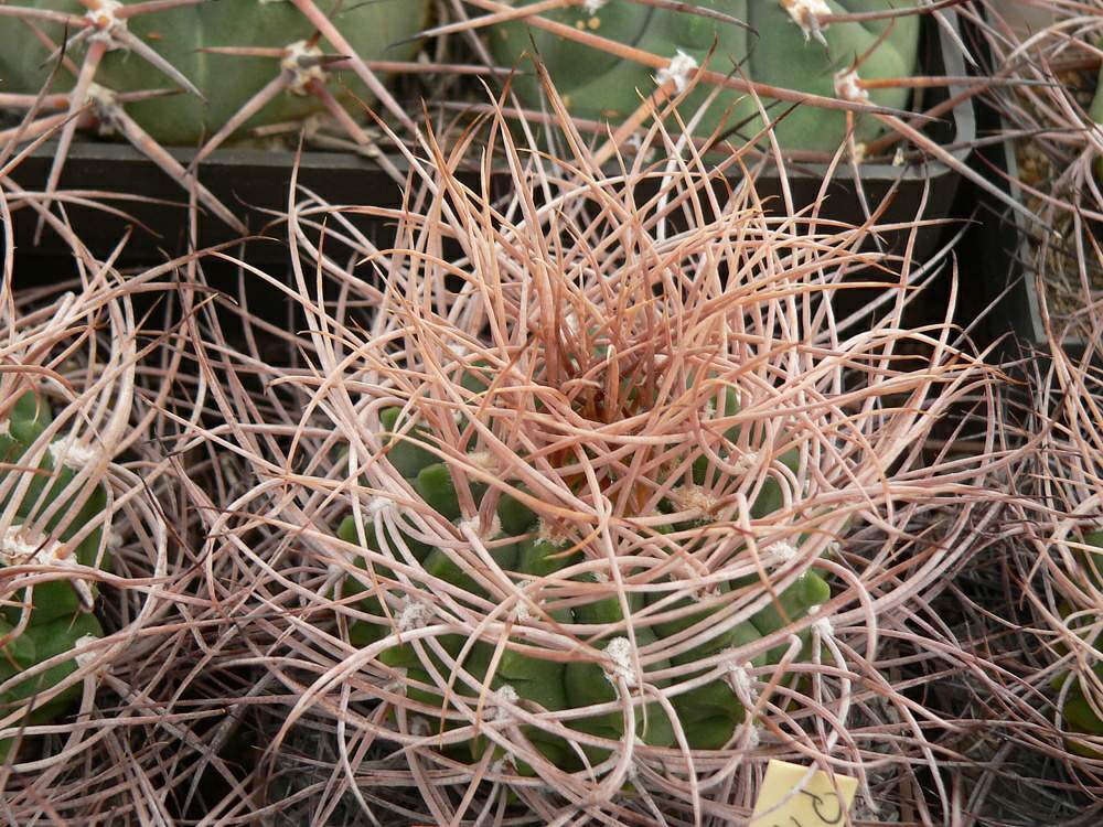 Gymnocalycium_guanchinense_Cuesta_Miranda,_La_Rioja,_Arg_1500m_P226_00010001.jpg