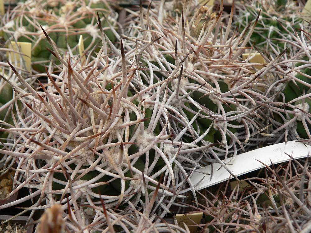 Gymnocalycium_hybopleurum_v._ferox,_South_of_Punta_de_los_Llanos,_SL_20a_0001.jpg