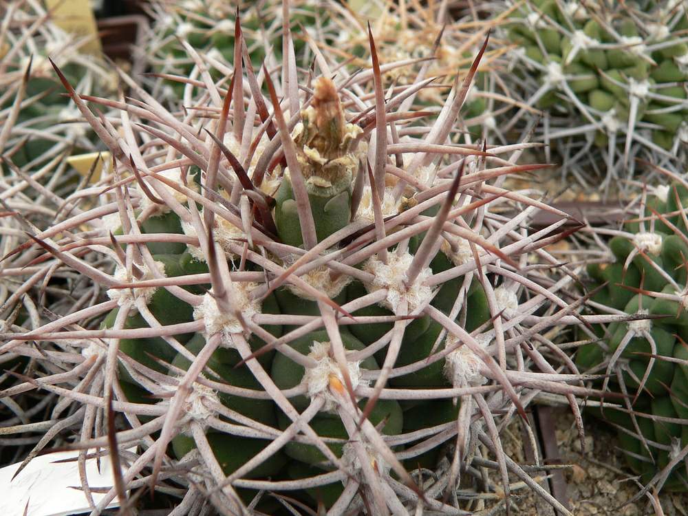 Gymnocalycium_hybopleurum_v._ferox,_South_of_Punta_de_los_Llanos,_SL_20a_0002.jpg