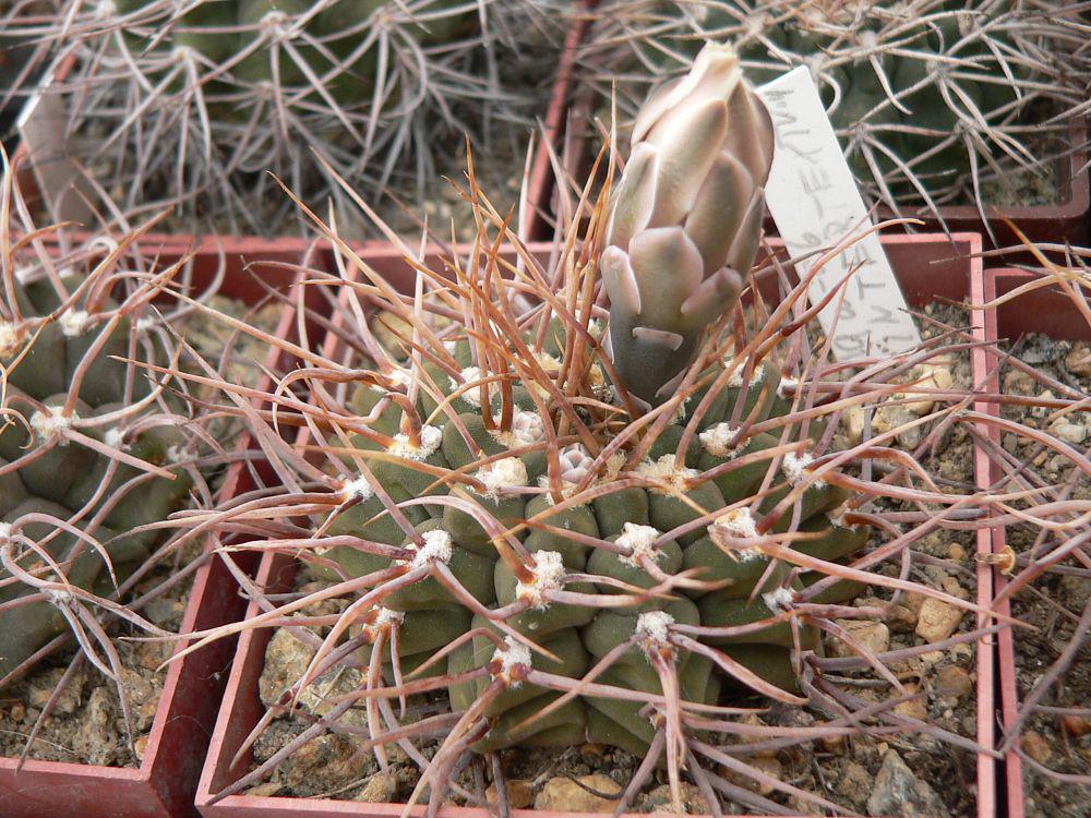 Gymnocalycium_intertextum-moserianum,_SL_19a,_Serrezuela,_SW_slopes,_Cordoba,_Arg_0002.jpg