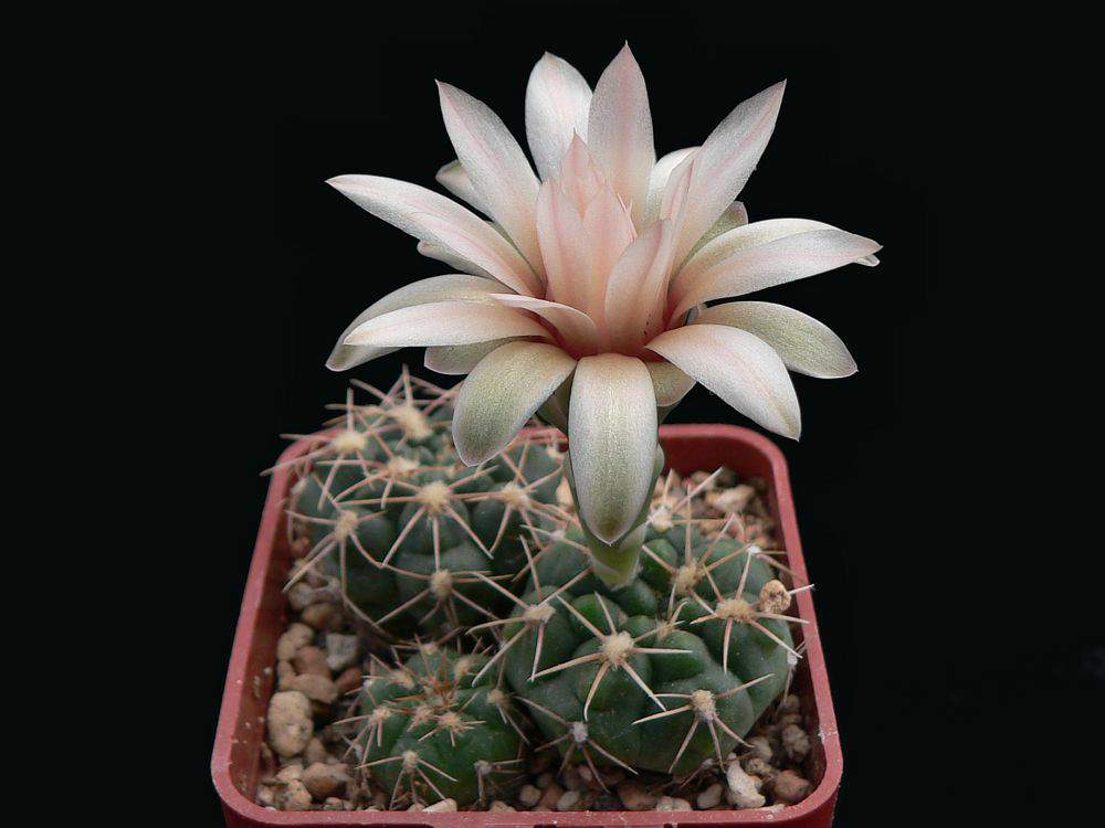 Gymnocalycium_miltii_capillaense_sutterianum,_P_103,_Villa_del_Carmen,_San_Luis,_Arg.jpg
