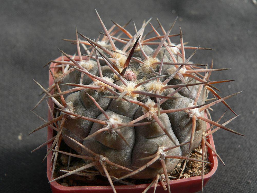Gymnocalycium_riojense,_JS_150,_Recreo,_Catamarca.jpg