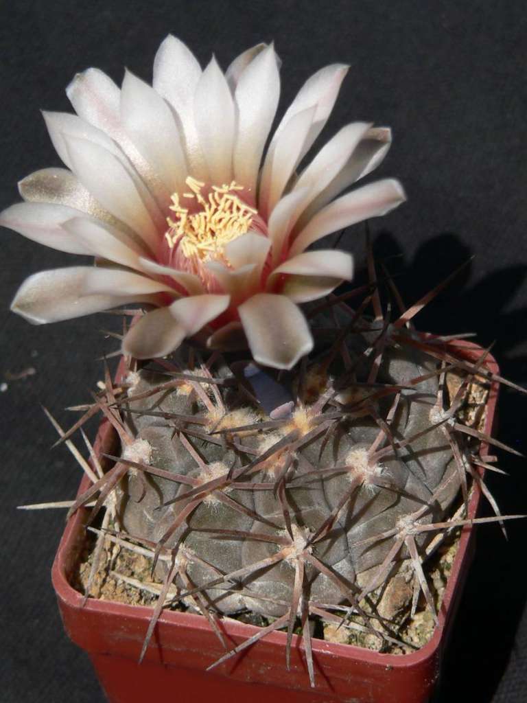Gymnocalycium_riojense,_JS_150,_Recreo,_Catamarca_1.jpg