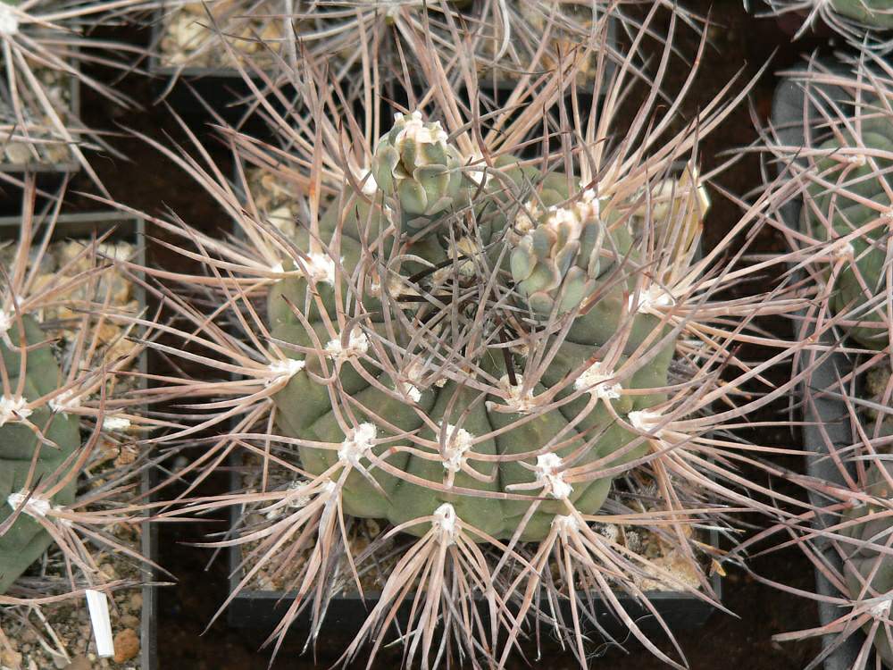 Gymnocalycium_sp.,_P_79a,_Chilesito_to_Guanchin,_La_Rioja,_Arg,_1300m_0001.jpg