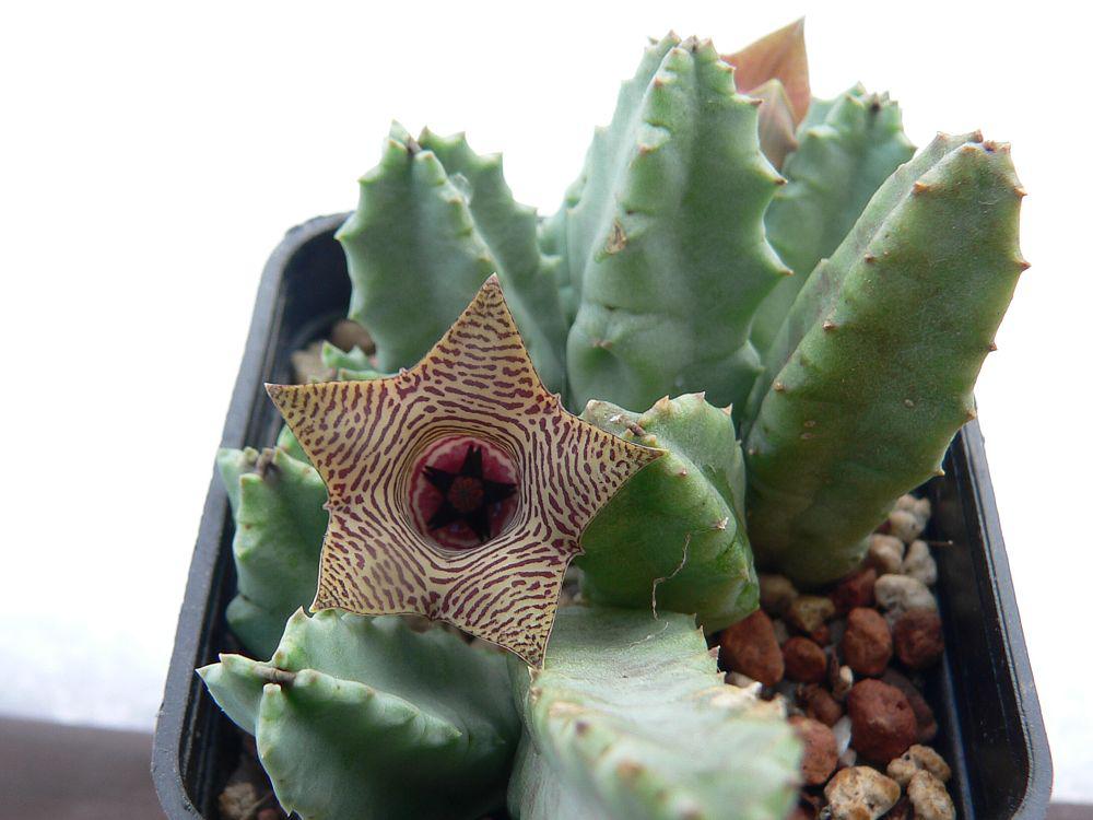 Huernia_sp._IB_10806,_3_km_SE_of_Coombs,_aff_thuretii.jpg