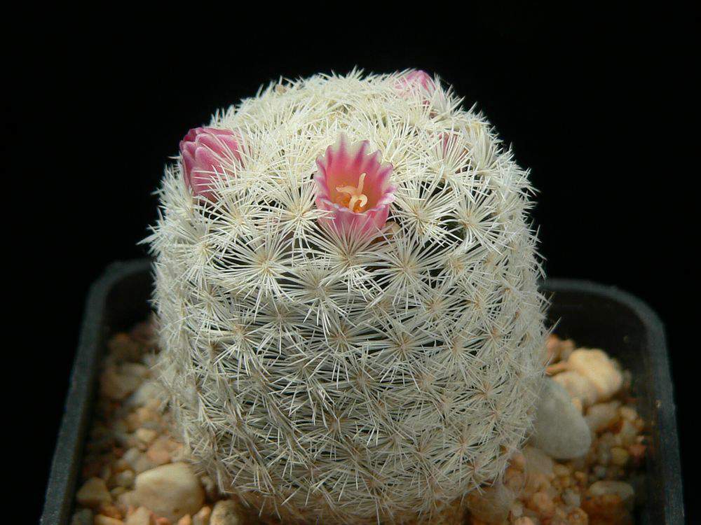 Mammillaria_lasiacantha,_VZD_242,_La_Flor_St.Catalina,_Durango.jpg