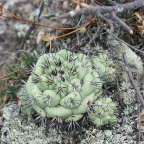 Avatar uživatele Ortegocactus